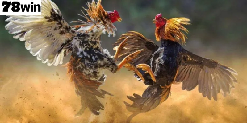 เคล็ดลับเด็ดช่วยให้ผู้เล่นเกมพิชิตไก่ชนออนไลน์ได้อย่างง่ายดาย